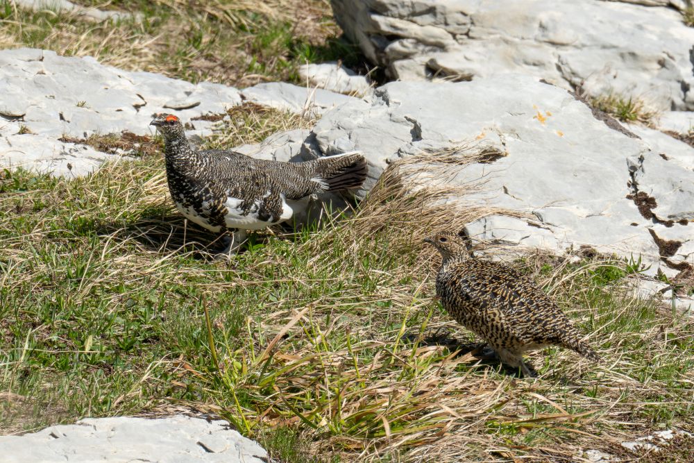 Alpenschneehuhn