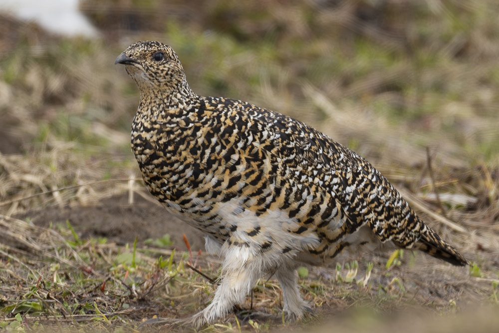 Alpenschneehuhn