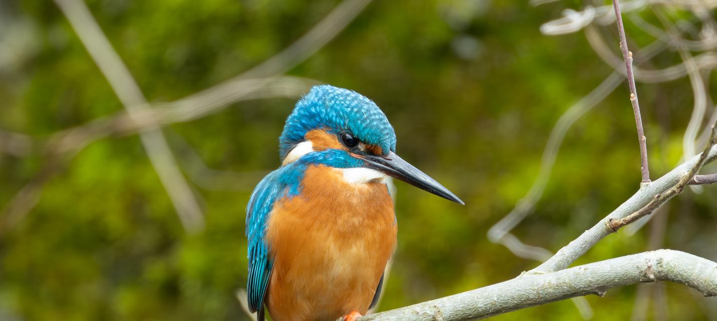 Eisvogel