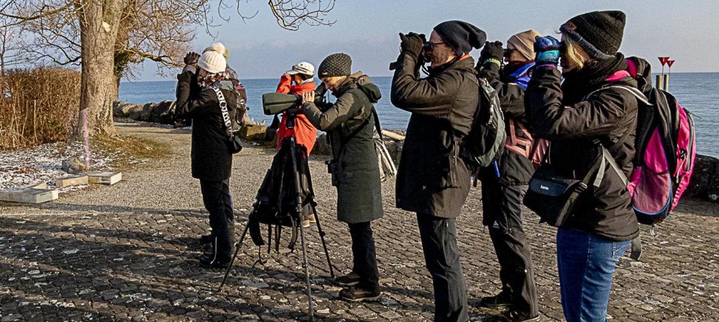 Exkursion Wasservögel, Bodensee