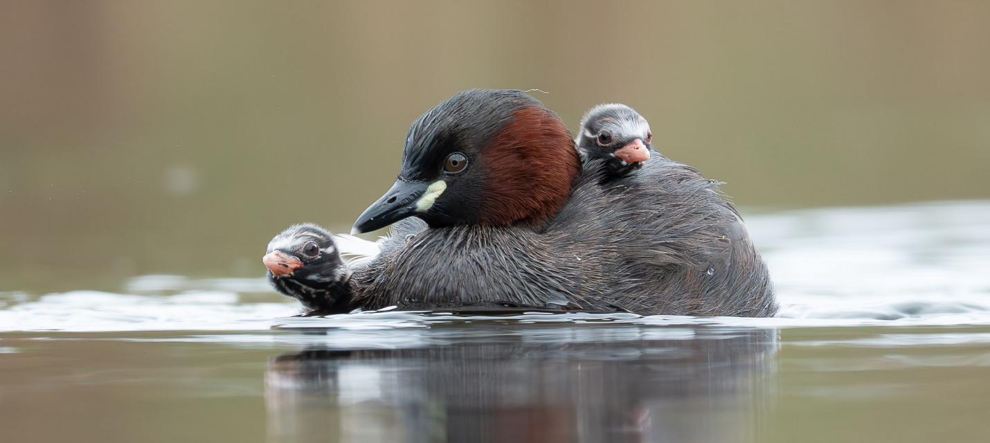 Zwergtaucher mit Jungen