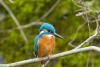 Eisvogel